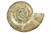 Polished Ammonite (Eotetragonites) Fossil - Madagascar #252781-1
